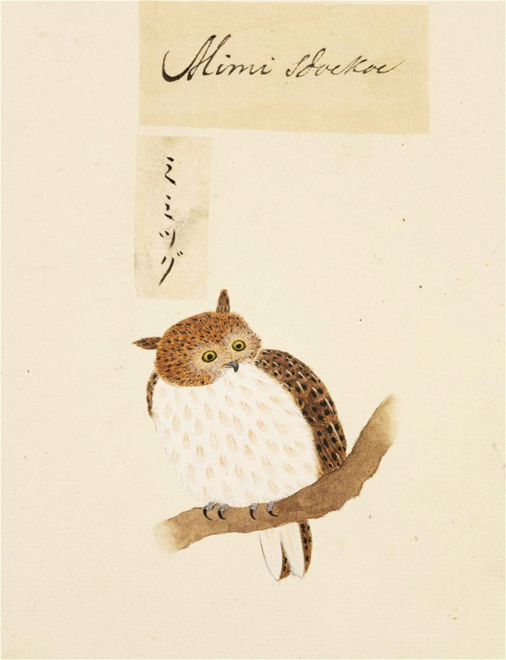 Naturalis Biodiversity Center - RMNH.ART.400 - Otus scops - Kawahara Keiga - 1823 - 1829 - Siebold Collection - pencil drawing - water colour