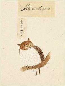 Naturalis Biodiversity Center - RMNH.ART.400 - Otus scops - Kawahara Keiga - 1823 - 1829 - Siebold Collection - pencil drawing - water colour
