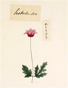 Naturalis Biodiversity Center - RMNH.ART.794 - Pulsatilla cernua (Thunb.) Sprengel - Kawahara Keiga - 1823 - 1829 - Siebold Collection - pencil drawing - water colour