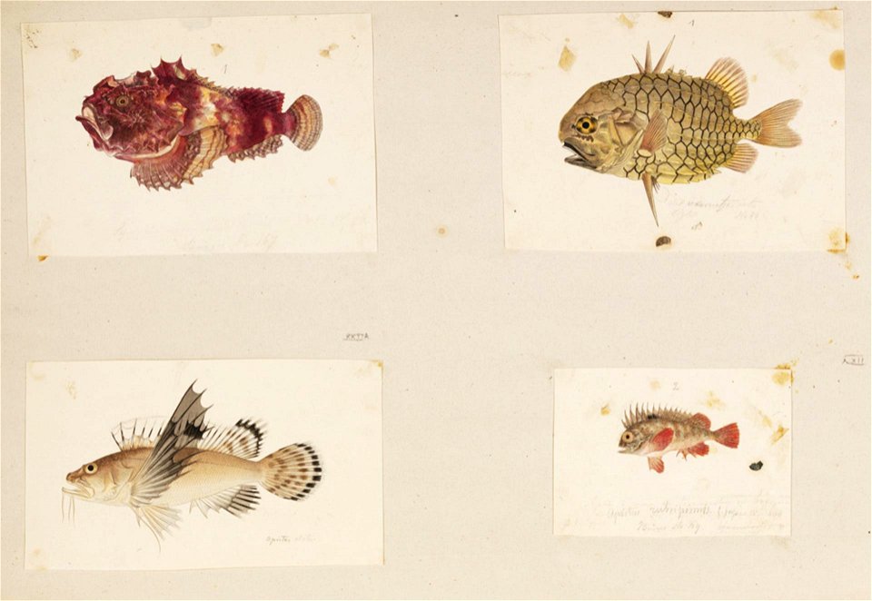 Naturalis Biodiversity Center - RMNH.ART.208 - Erosa erosa - Monocentris japonicus - Hypodytes rubripinnis - Apistus carinatus - Kawahara Keiga - 1823 - 1829 - Siebold Collection - pencil drawing - water colour