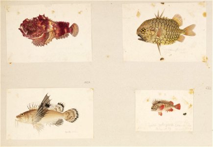 Naturalis Biodiversity Center - RMNH.ART.208 - Erosa erosa - Monocentris japonicus - Hypodytes rubripinnis - Apistus carinatus - Kawahara Keiga - 1823 - 1829 - Siebold Collection - pencil drawing - water colour