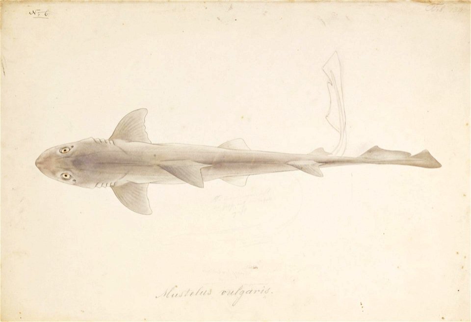 Naturalis Biodiversity Center - RMNH.ART.262 - Carcharhinus gangeticus (Muller and Henle) - Kawahara Keiga - 1823 - 1829 - Siebold Collection - pencil drawing - water colour