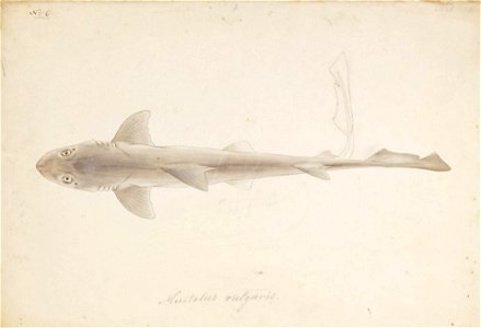Naturalis Biodiversity Center - RMNH.ART.262 - Carcharhinus gangeticus (Muller and Henle) - Kawahara Keiga - 1823 - 1829 - Siebold Collection - pencil drawing - water colour