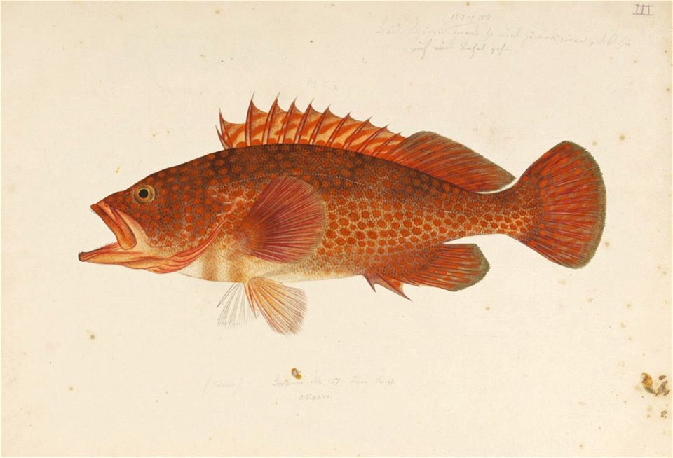 Naturalis Biodiversity Center - RMNH.ART.227 - Lateolabrax japonicus (Cuvier) - Kawahara Keiga - 1823 - 1829 - Siebold Collection - pencil drawing - water colour