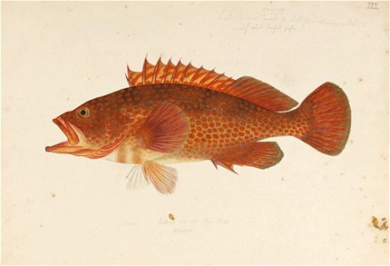 Naturalis Biodiversity Center - RMNH.ART.227 - Lateolabrax japonicus (Cuvier) - Kawahara Keiga - 1823 - 1829 - Siebold Collection - pencil drawing - water colour