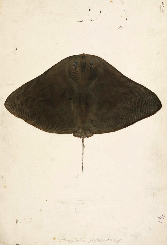 Naturalis Biodiversity Center - RMNH.ART.53 - Gymnura japonica (Temminck and Schlegel) - Kawahara Keiga - 1823 - 1829 - Siebold Collection - pencil drawing - water colour