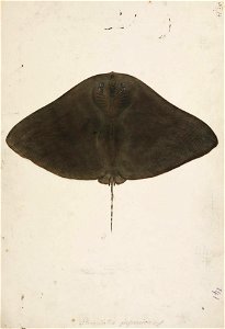 Naturalis Biodiversity Center - RMNH.ART.53 - Gymnura japonica (Temminck and Schlegel) - Kawahara Keiga - 1823 - 1829 - Siebold Collection - pencil drawing - water colour