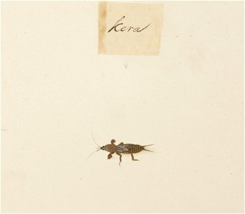 Naturalis Biodiversity Center - RMNH.ART.609 - Gryllotalpidae - Kawahara Keiga - 1823 - 1829 - Siebold Collection - pencil drawing - water colour. Free illustration for personal and commercial use.