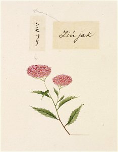 Naturalis Biodiversity Center - RMNH.ART.758 - Spiraea japonica - Kawahara Keiga - 1823 - 1829 - Siebold Collection - pencil drawing - water colour. Free illustration for personal and commercial use.