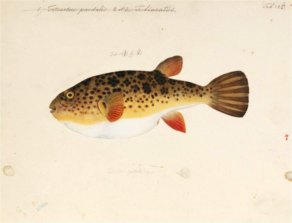 Naturalis Biodiversity Center - RMNH.ART.168 - Takifugu pardalis (Temminck and Schlegel) - Kawahara Keiga - 1823 - 1829 - Siebold Collection - pencil drawing - water colour