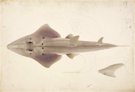 Naturalis Biodiversity Center - RMNH.ART.51 - Rhynchobatus djiddensis Forsskål - Kawahara Keiga - 1823 - 1829 - Siebold Collection - pencil drawing - water colour