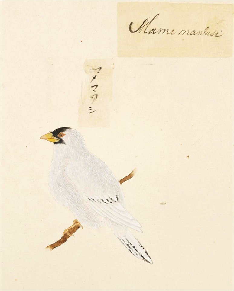 Naturalis Biodiversity Center - RMNH.ART.410 - Eophona personata - Kawahara Keiga - 1823 - 1829 - Siebold Collection - pencil drawing - water colour