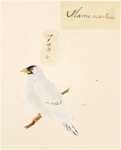 Naturalis Biodiversity Center - RMNH.ART.410 - Eophona personata - Kawahara Keiga - 1823 - 1829 - Siebold Collection - pencil drawing - water colour