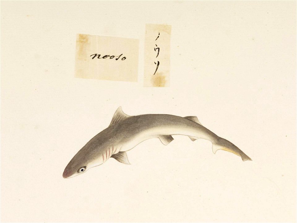 Naturalis Biodiversity Center - RMNH.ART.529 - Unidentified fish - Kawahara Keiga - 1823 - 1829 - Siebold Collection - pencil drawing - water colour