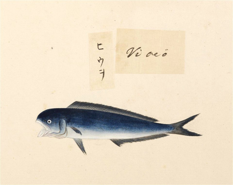 Naturalis Biodiversity Center - RMNH.ART.538 - Coryphaena hippurus - Kawahara Keiga - 1823 - 1829 - Siebold Collection - pencil drawing - water colour