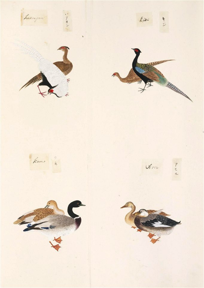 Naturalis Biodiversity Center - RMNH.ART.293 - Phasianus versicolor - Anser caerulescens - Anas platyrhynchos - Kawahara Keiga - 1823 - 1829 - Siebold Collection - pencil drawing - water colour
