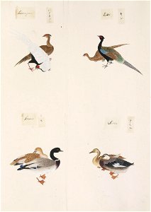 Naturalis Biodiversity Center - RMNH.ART.293 - Phasianus versicolor - Anser caerulescens - Anas platyrhynchos - Kawahara Keiga - 1823 - 1829 - Siebold Collection - pencil drawing - water colour