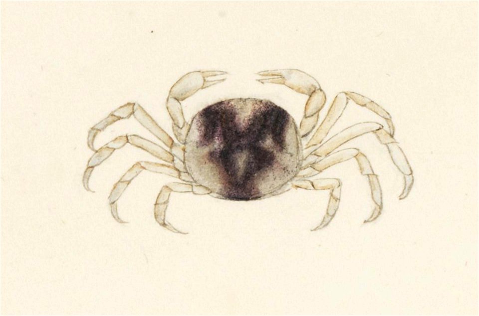 Naturalis Biodiversity Center - RMNH.ART.13 - Pinnotheres pholadis - Kawahara Keiga - 1823 - 1829 - Siebold Collection - pencil drawing - water colour