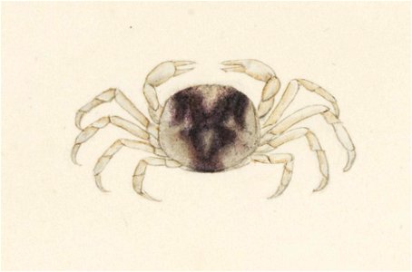 Naturalis Biodiversity Center - RMNH.ART.13 - Pinnotheres pholadis - Kawahara Keiga - 1823 - 1829 - Siebold Collection - pencil drawing - water colour