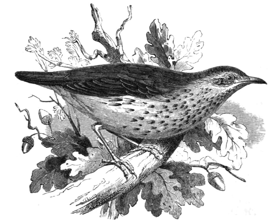 Natural History, Birds - Thrush
