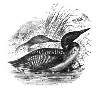 Natural History, Birds - Northern Diver