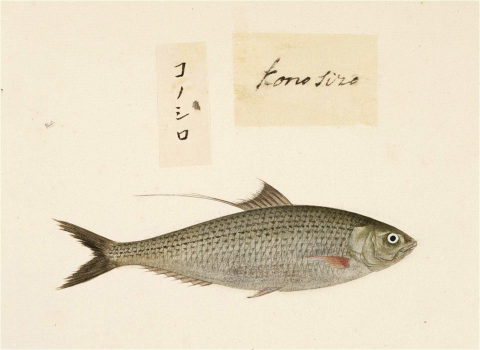 Naturalis Biodiversity Center - RMNH.ART.481 - Konosirus punctatus (Temminck and Schlegel) - Kawahara Keiga - 1823 - 1829 - Siebold Collection - pencil drawing - water colour
