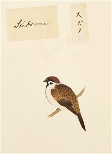 Naturalis Biodiversity Center - RMNH.ART.393 - Passer montanus - Kawahara Keiga - 1823 - 1829 - Siebold Collection - pencil drawing - water colour