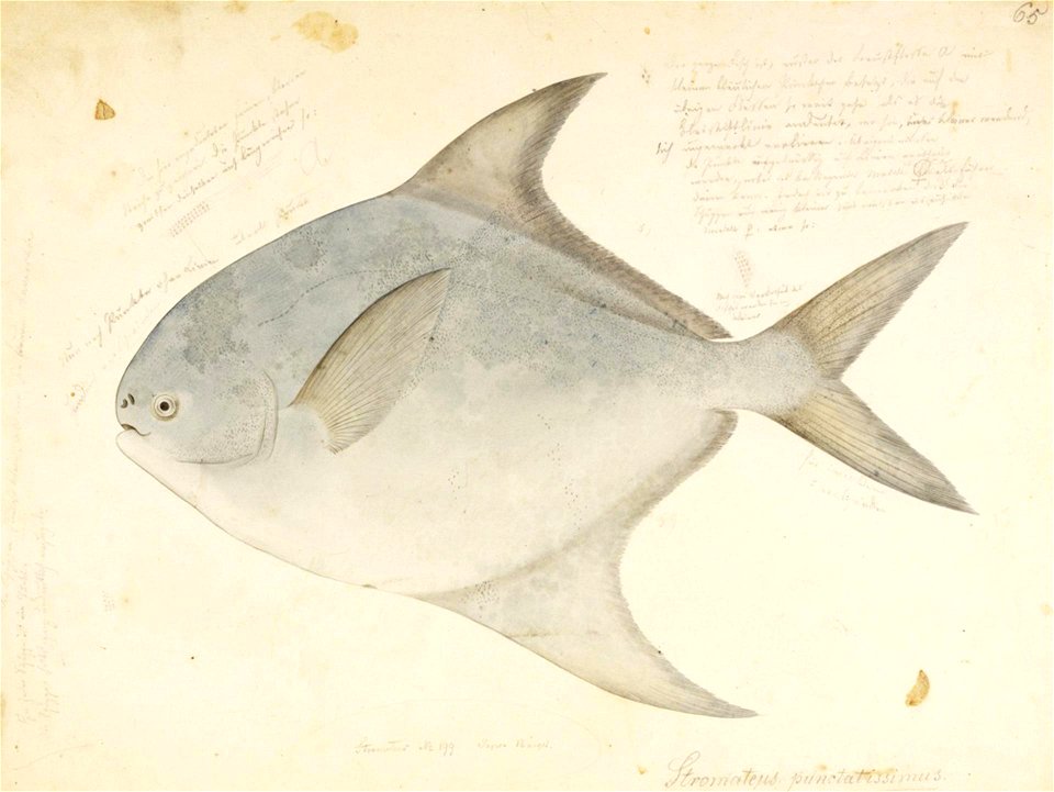 Naturalis Biodiversity Center - RMNH.ART.614 - Pampus argenteus (Euphrasen) - Kawahara Keiga - 1823 - 1829 - Siebold Collection - pencil drawing - water colour