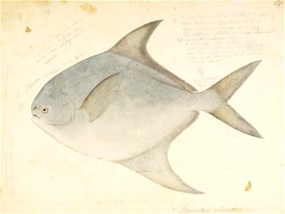 Naturalis Biodiversity Center - RMNH.ART.614 - Pampus argenteus (Euphrasen) - Kawahara Keiga - 1823 - 1829 - Siebold Collection - pencil drawing - water colour