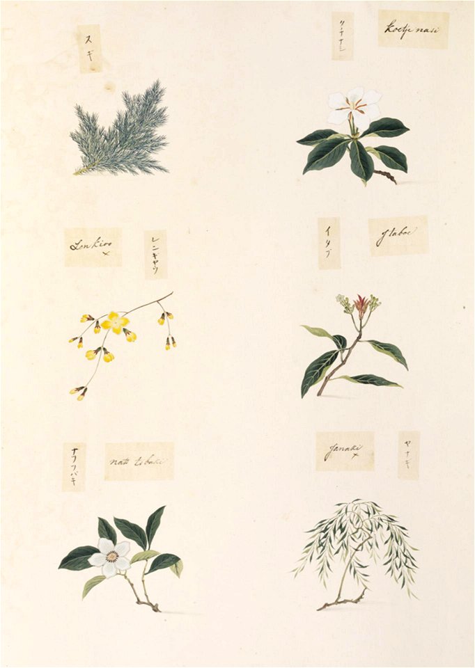 Naturalis Biodiversity Center - RMNH.ART.361-Salix sp.-Stuartia pseudocamellia-Ficus erecta-Forsythia suspensa-Gardenia augusta-Cryptomeria japonica-Kawahara Keiga-1823-1829-Siebold Collection-pencil drawing-water colour