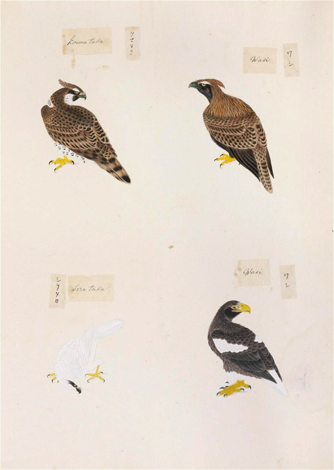 Naturalis Biodiversity Center - RMNH.ART.308 - Haliaeetus pelagicus - Spizaetus nipalensis - Kawahara Keiga - 1823 - 1829 - Siebold Collection - pencil drawing - water colour