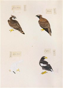 Naturalis Biodiversity Center - RMNH.ART.308 - Haliaeetus pelagicus - Spizaetus nipalensis - Kawahara Keiga - 1823 - 1829 - Siebold Collection - pencil drawing - water colour