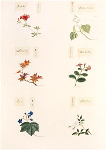 Naturalis Biodiversity Center - RMNH.ART.358-Acer palmatum-Rosa multiflora-Lagerstroemia indica-Paulownia tomentosa-Rhododendron sp-Catalpa ovata-Kawahara Keiga-1823-1829-Siebold Collection-pencil drawing-water colour
