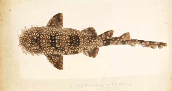 Naturalis Biodiversity Center - RMNH.ART.248 - Orectolobus japonicus Regan - Kawahara Keiga - 1823 - 1829 - Siebold Collection - pencil drawing - water colour