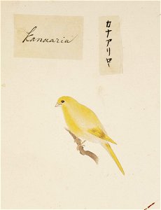 Naturalis Biodiversity Center - RMNH.ART.380 - Serinus canaria - Kawahara Keiga - 1823 - 1829 - Siebold Collection - pencil drawing - water colour