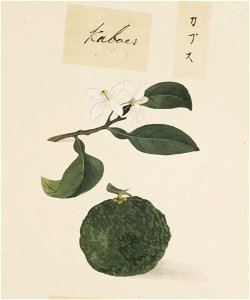 Naturalis Biodiversity Center - RMNH.ART.634 - Citrus sphaerocarpa - Kawahara Keiga - 1823 - 1829 - Siebold Collection - pencil drawing - water colour