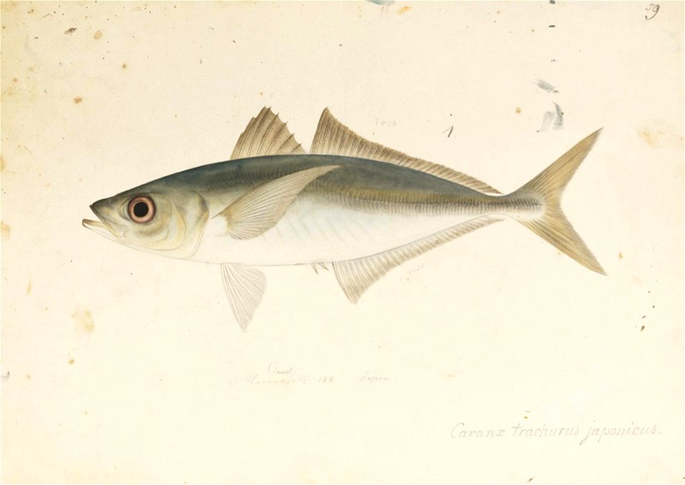 Naturalis Biodiversity Center - RMNH.ART.573 - Trachurus japonicus (Temminck and Schlegel) - Kawahara Keiga - 1823 - 1829 - Siebold Collection - pencil drawing - water colour