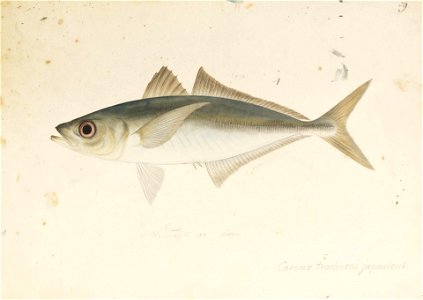 Naturalis Biodiversity Center - RMNH.ART.573 - Trachurus japonicus (Temminck and Schlegel) - Kawahara Keiga - 1823 - 1829 - Siebold Collection - pencil drawing - water colour