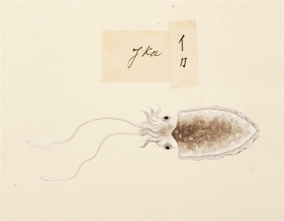 Naturalis Biodiversity Center - RMNH.ART.545 - Sepia sp. - Kawahara Keiga - 1823 - 1829 - Siebold Collection - pencil drawing - water colour