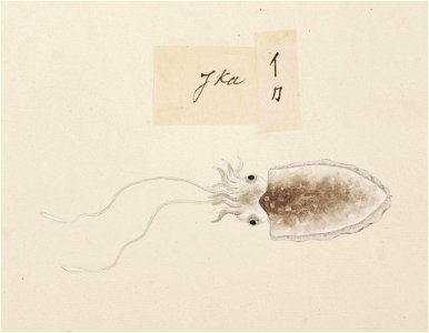 Naturalis Biodiversity Center - RMNH.ART.545 - Sepia sp. - Kawahara Keiga - 1823 - 1829 - Siebold Collection - pencil drawing - water colour