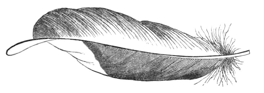 Natural History, Birds - Chatterer feather