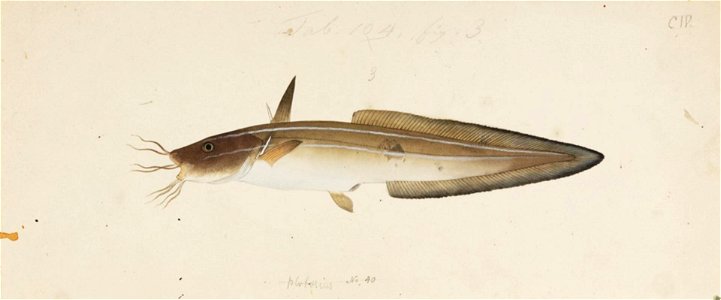 Naturalis Biodiversity Center - RMNH.ART.136 - Plotosus lineatus (Thunberg) - Kawahara Keiga - 1823 - 1829 - Siebold Collection - pencil drawing - water colour