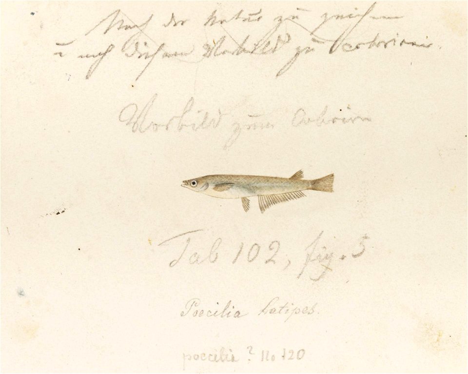 Naturalis Biodiversity Center - RMNH.ART.138 - Oryzias latipes (Temminck and Schlegel) - Kawahara Keiga - 1823 - 1829 - Siebold Collection - pencil drawing - water colour