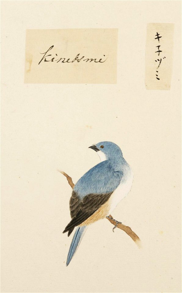 Naturalis Biodiversity Center - RMNH.ART.391 - Sitta europaea - Kawahara Keiga - 1823 - 1829 - Siebold Collection - pencil drawing - water colour