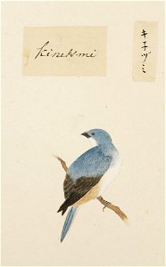 Naturalis Biodiversity Center - RMNH.ART.391 - Sitta europaea - Kawahara Keiga - 1823 - 1829 - Siebold Collection - pencil drawing - water colour