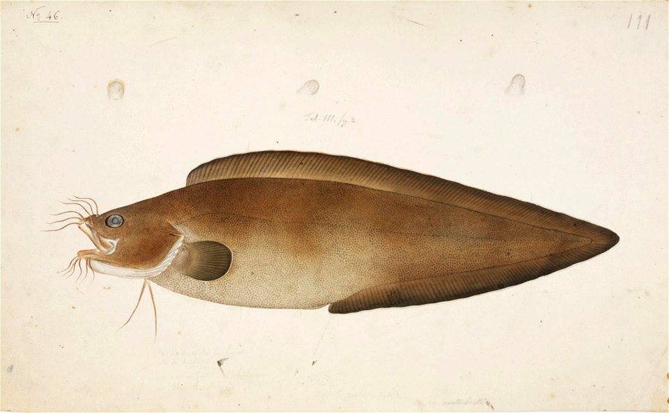 Naturalis Biodiversity Center - RMNH.ART.38 - Brotula multibarbata Temminck and Schlegel - Kawahara Keiga - 1823 - 1829 - Siebold Collection - pencil drawing - water colour