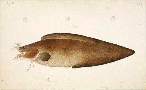 Naturalis Biodiversity Center - RMNH.ART.38 - Brotula multibarbata Temminck and Schlegel - Kawahara Keiga - 1823 - 1829 - Siebold Collection - pencil drawing - water colour