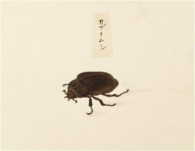 Naturalis Biodiversity Center - RMNH.ART.585 - Trypoxylus dichotomus - Kawahara Keiga - 1823 - 1829 - Siebold Collection - pencil drawing - water colour