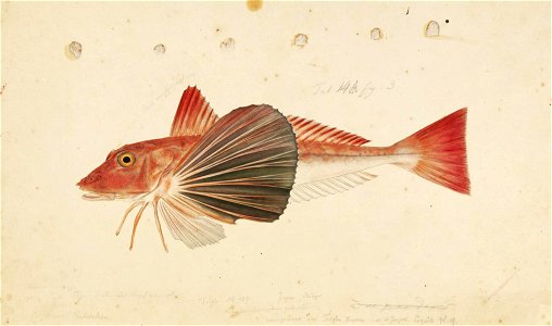 Naturalis Biodiversity Center - RMNH.ART.216 - Chelidonichthys spinosus (McClleland) - Kawahara Keiga - 1823 - 1829 - Siebold Collection - pencil drawing - water colour