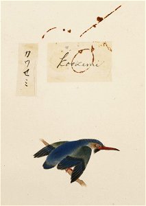 Naturalis Biodiversity Center - RMNH.ART.376 - Alcedo atthis - Kawahara Keiga - 1823 - 1829 - Siebold Collection - pencil drawing - water colour